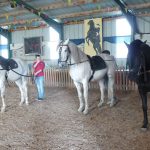 se-former-aux-arts-equestres-nantes-15