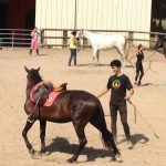 se-former-aux-arts-equestres-nantes-20